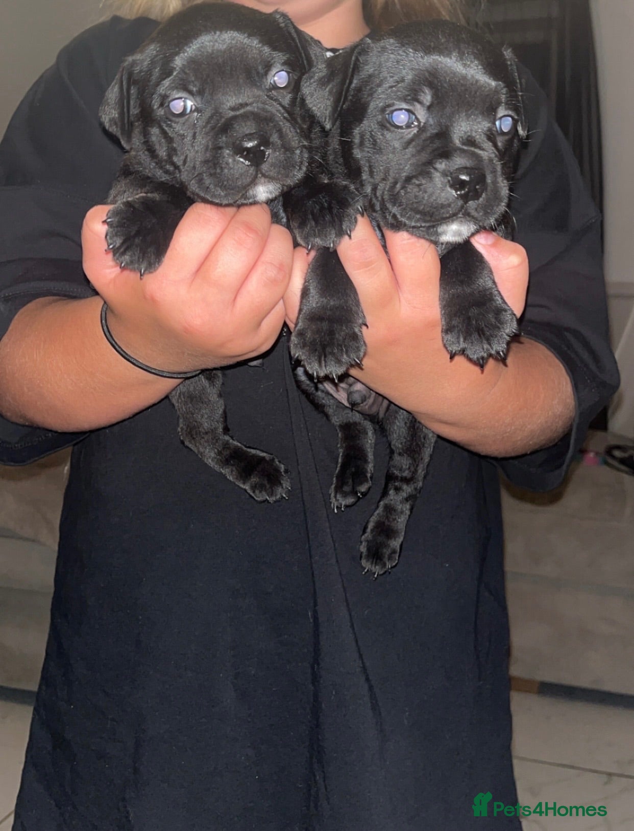 Staffordshire Bull Terrier dogs Beautiful Staffordshire Bull Terrier Pups - Advert 6