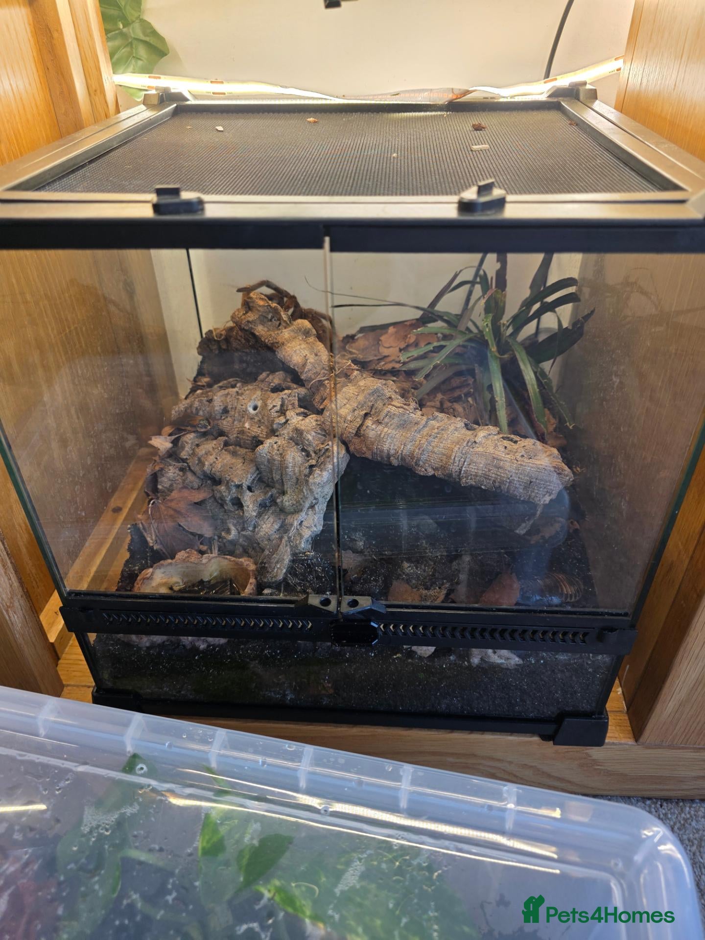 Other/Mixed Breed fish for sale: Dart frogs,puffer fish,minnos,newts,crab, scorpion - Advert 1