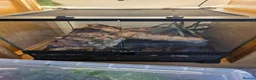 Other/Mixed Breed fish for sale: Dart frogs,puffer fish,minnos,newts,crab, scorpion in Burntwood - Advert 1
