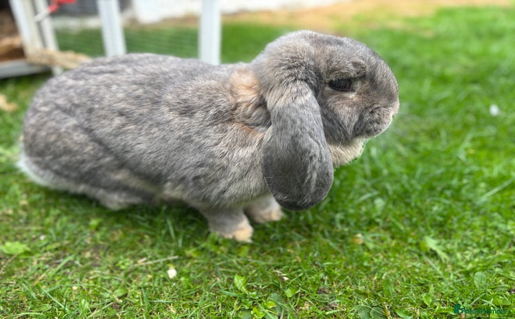 French Lop rabbits - Advert 1