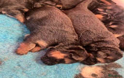 German Shepherd dogs for sale: Litter of puppies with a World Class Pedigree  - Advert 13