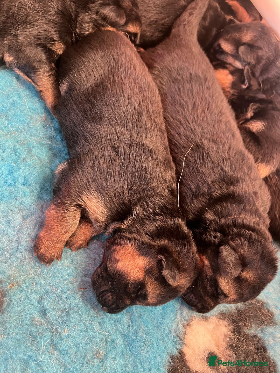 German Shepherd dogs for sale: Litter of puppies with a World Class Pedigree  - Advert 13