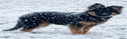 German Shepherd dogs for sale: German Shepherd female KC Reg  - Advert 2