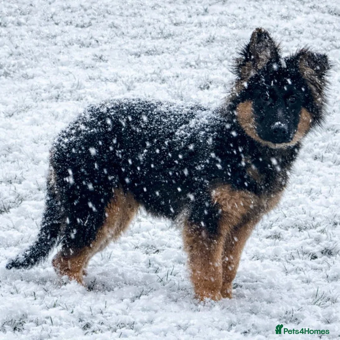 German Shepherd dogs for sale: German Shepherd female KC Reg  - Advert 2