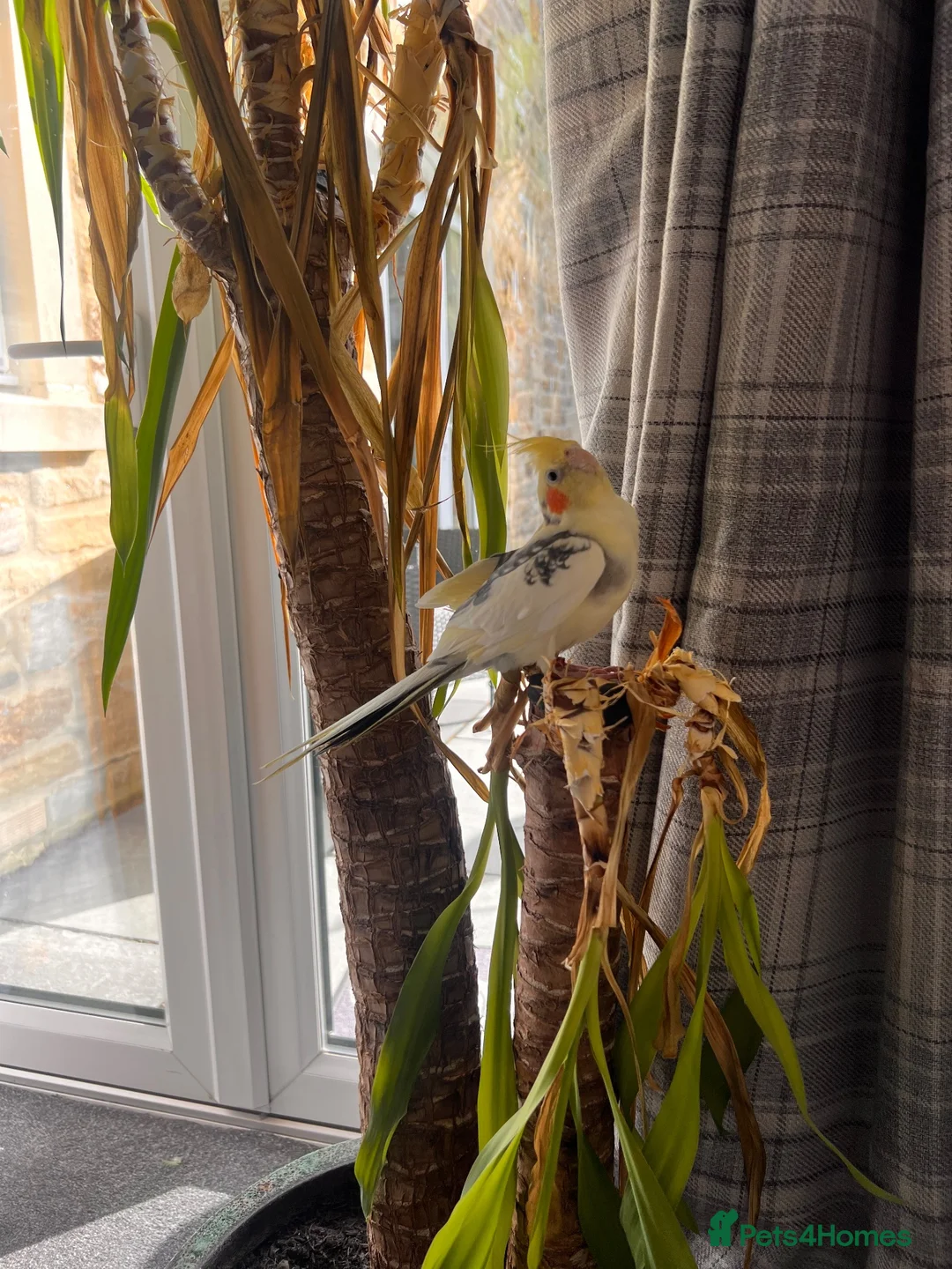 Cockatiels birds for sale: Cockatiel for sale  in Skipton - Advert 2