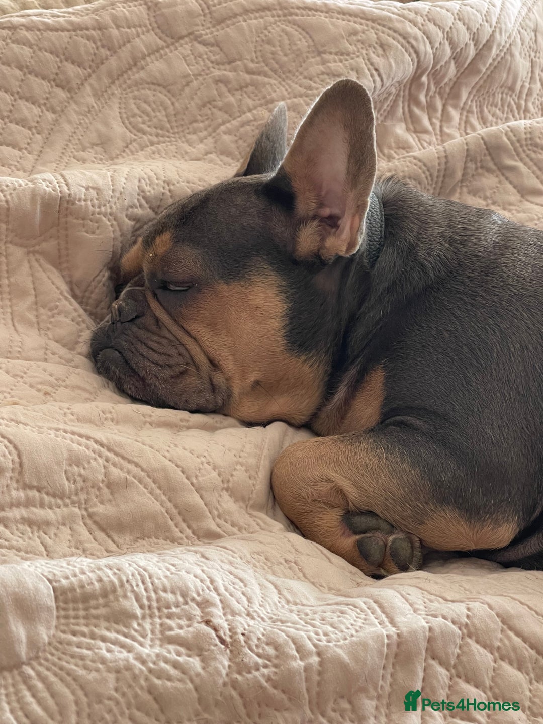 French Bulldog dogs for sale: Kallie  - Advert 13