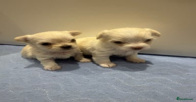 Malshi dogs OUTSTANDING TINY MALCHI GIRLS 🥰 - Advert 6