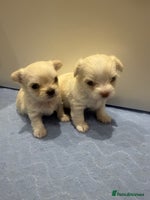 Malshi dogs OUTSTANDING TINY MALCHI GIRLS 🥰 - Advert 3