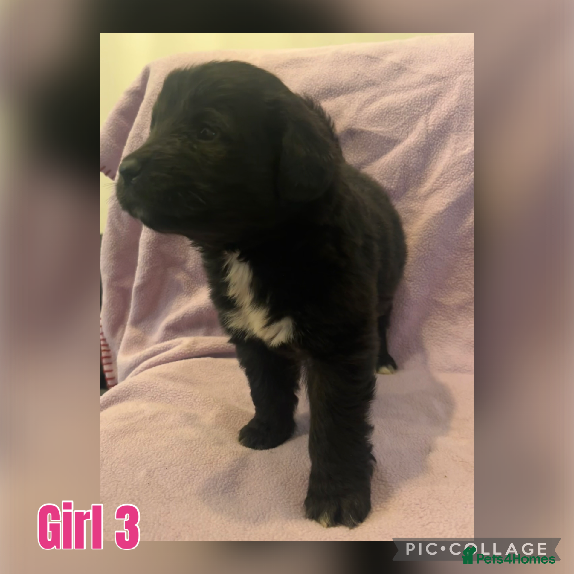 Mixed Breed dogs for sale: Black & landseer Newfoundland puppies  - Advert 13