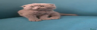 Scottish Fold 1