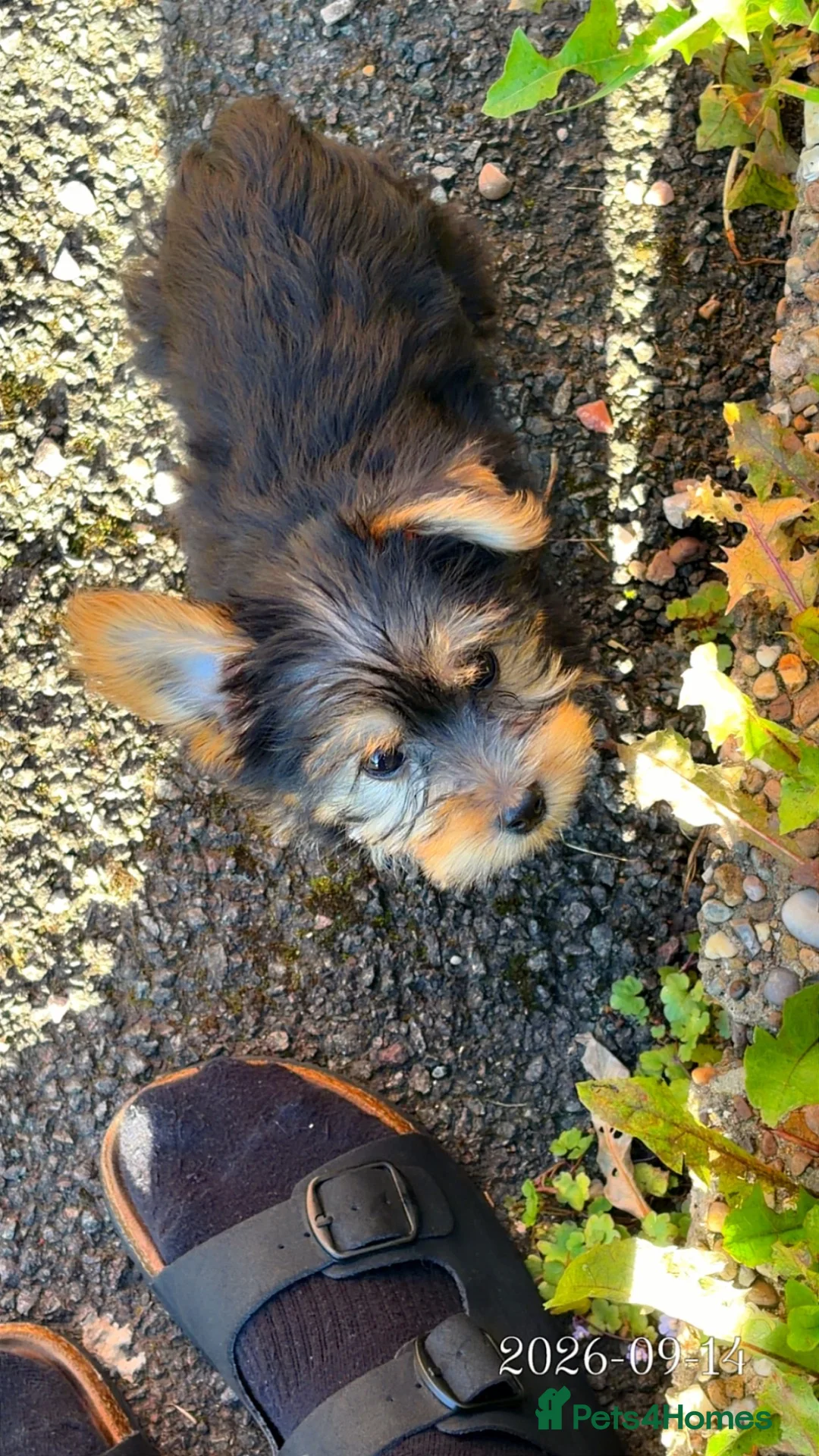 Yorkshire Terrier dogs for sale: 12 week old Yorkshire terrier puppy  in Manchester - Advert 6