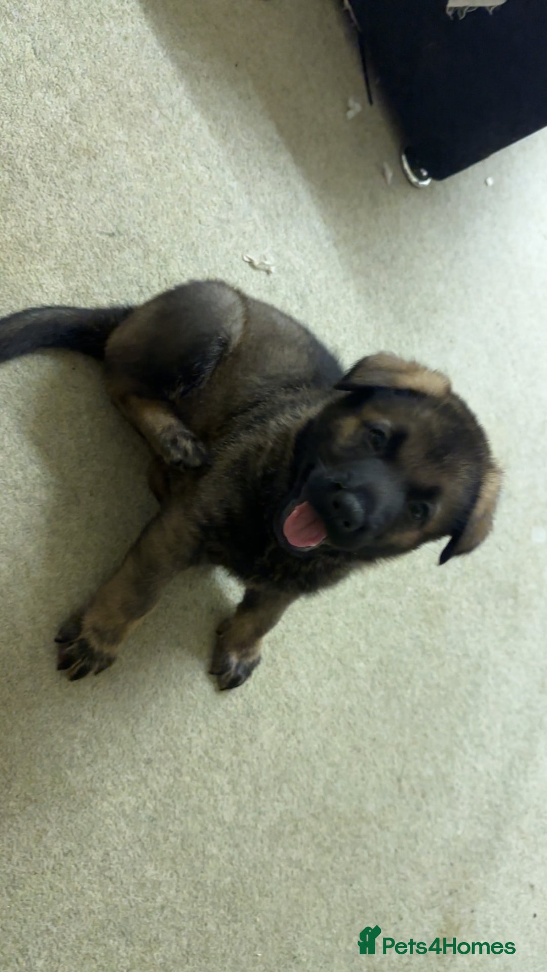 German Shepherd dogs for sale: 1 beautiful female German shepher kc reg working - Advert 23