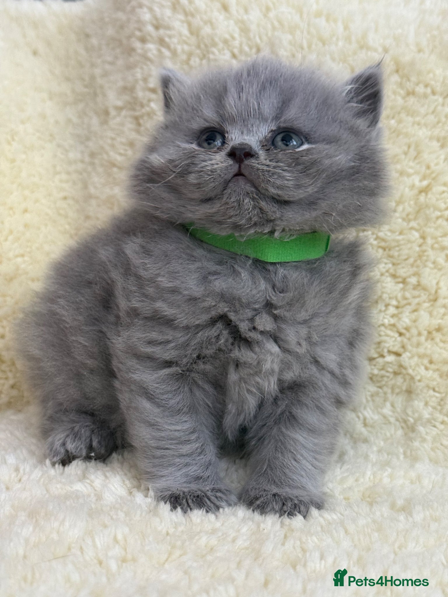 British Shorthair cats British shorthair kittens 💕💙💕 - Advert 2