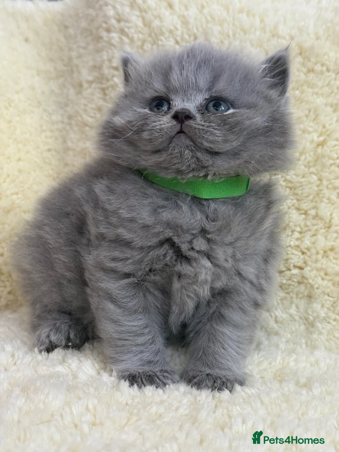 British Shorthair cats for sale: British shorthair kittens 💕💙💕 in Wrexham - Advert 2
