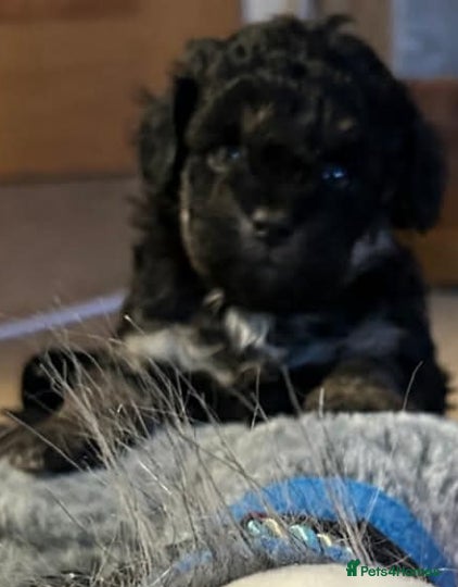 Shihpoo dogs Imperial Shitzu x toy poodle (3/4 Toy Poodles)    - Advert 2