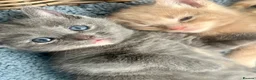 Ragdoll cats for sale: Handsome well handled and social ginger ragdoll x - Advert 20