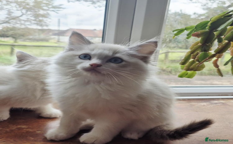 Ragdoll cats - Advert 4