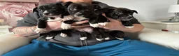 Staffordshire Bull Terrier dogs for sale: Last pups of the litter  - Advert 1