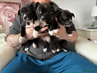 Staffordshire Bull Terrier dogs Last 3 of our litter - Advert 4