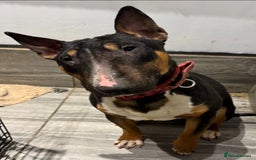 Miniature Bull terrier dogs for sale: Stunning Tri colored female bull terrier  - Image 2