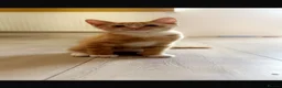 Domestic Shorthair cats for sale: Calico, ginger and black and white kitten  - Advert 2