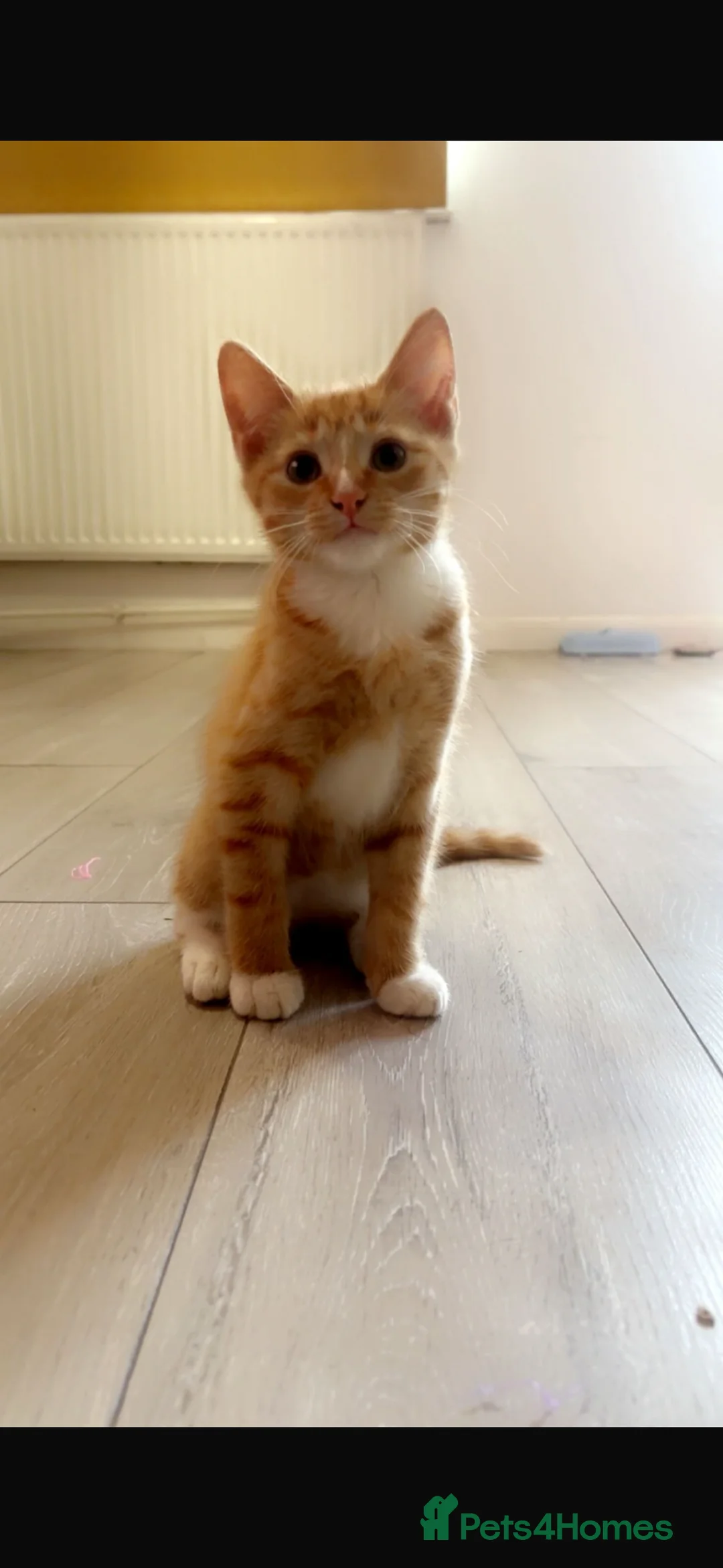 Domestic Shorthair cats for sale: Calico, ginger and black and white kitten  - Advert 2