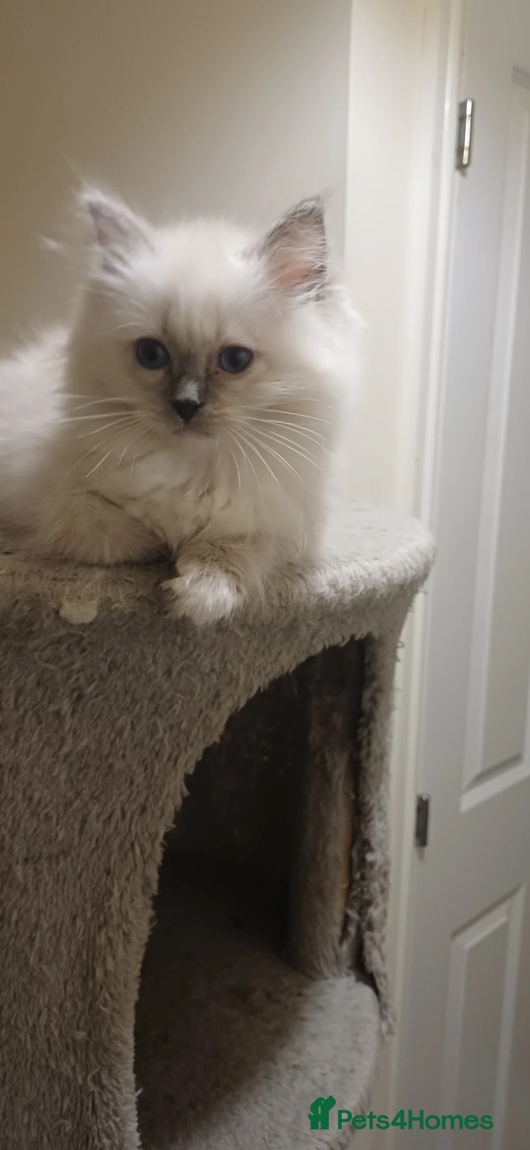 Ragdoll cats for sale: Beautiful litter available  - Advert 8