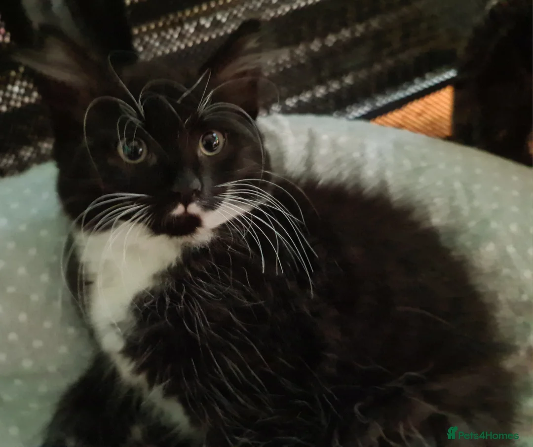 Mixed Breed cats for sale: Mixed bread - Advert 3