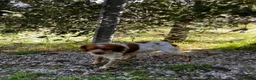 Brittany Spaniel dogs for adoption: Yair   in Worthing - Advert 15