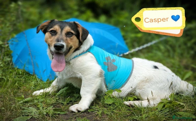 Mixed Breed dogs - Advert 12