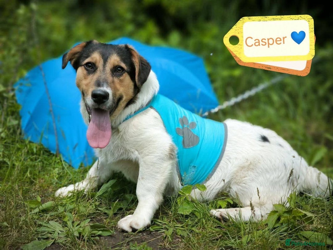 Mixed Breed dogs for adoption: 💙🐶 CASPER 🐶💙 - Image 1