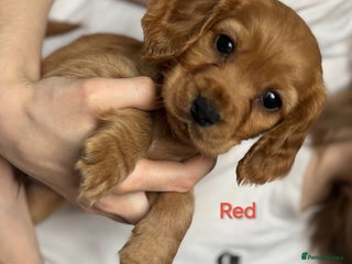 Cocker Spaniel dogs Cocker spaniel puppies one boy left! - Advert 8