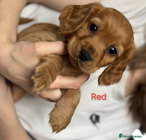 Cocker Spaniel dogs - Advert 4