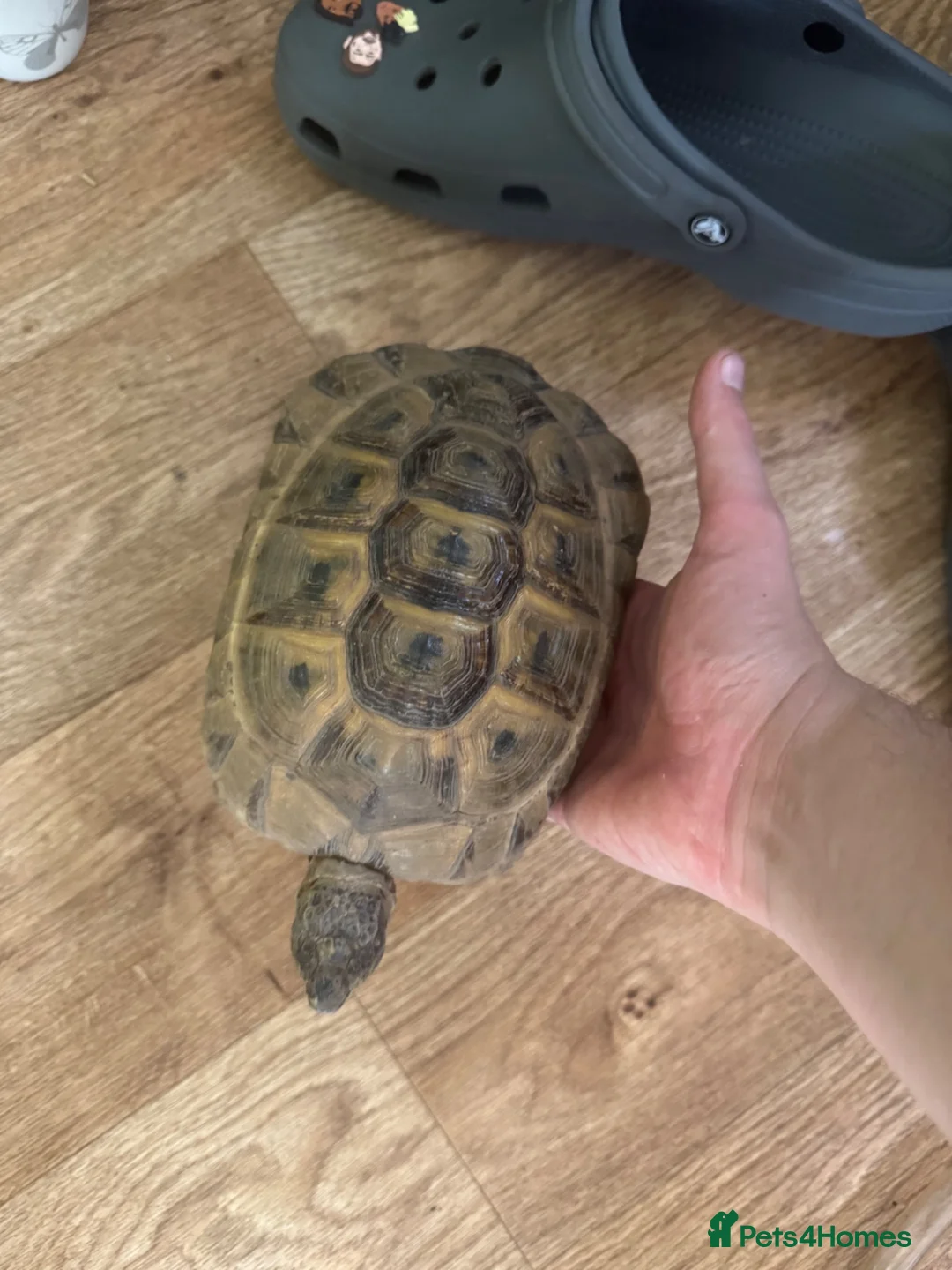 Tortoise reptiles for sale: Male Greek tortoise (pick up South Shields) - Advert 2