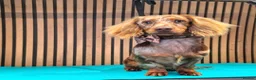 Miniature Dachshund dogs for stud: **RogueRoyales Stud Vuitton** PRA Clear - Advert 6