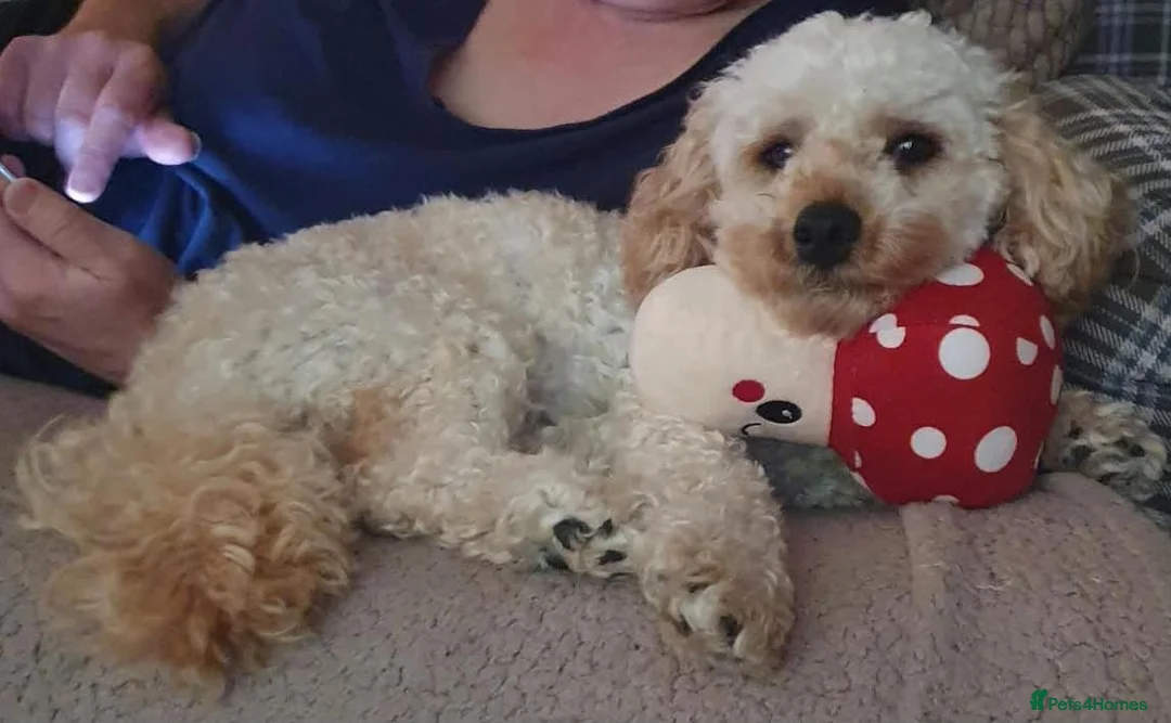 Poochon dogs for stud: Poochons Boys For Stud - Advert 4