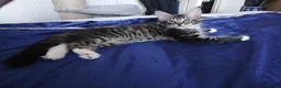 Maine Coon cats for sale: Maine Coon Kittens for Sale - Advert 19