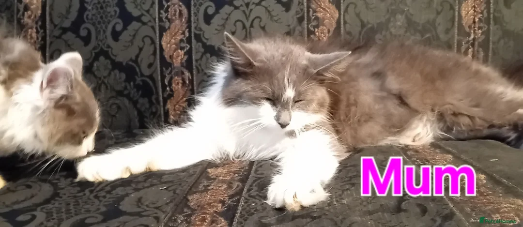 Norwegian Forest Cat cats for sale: Norwegian Forest Cat x Russian Blue Kittens - Advert 10