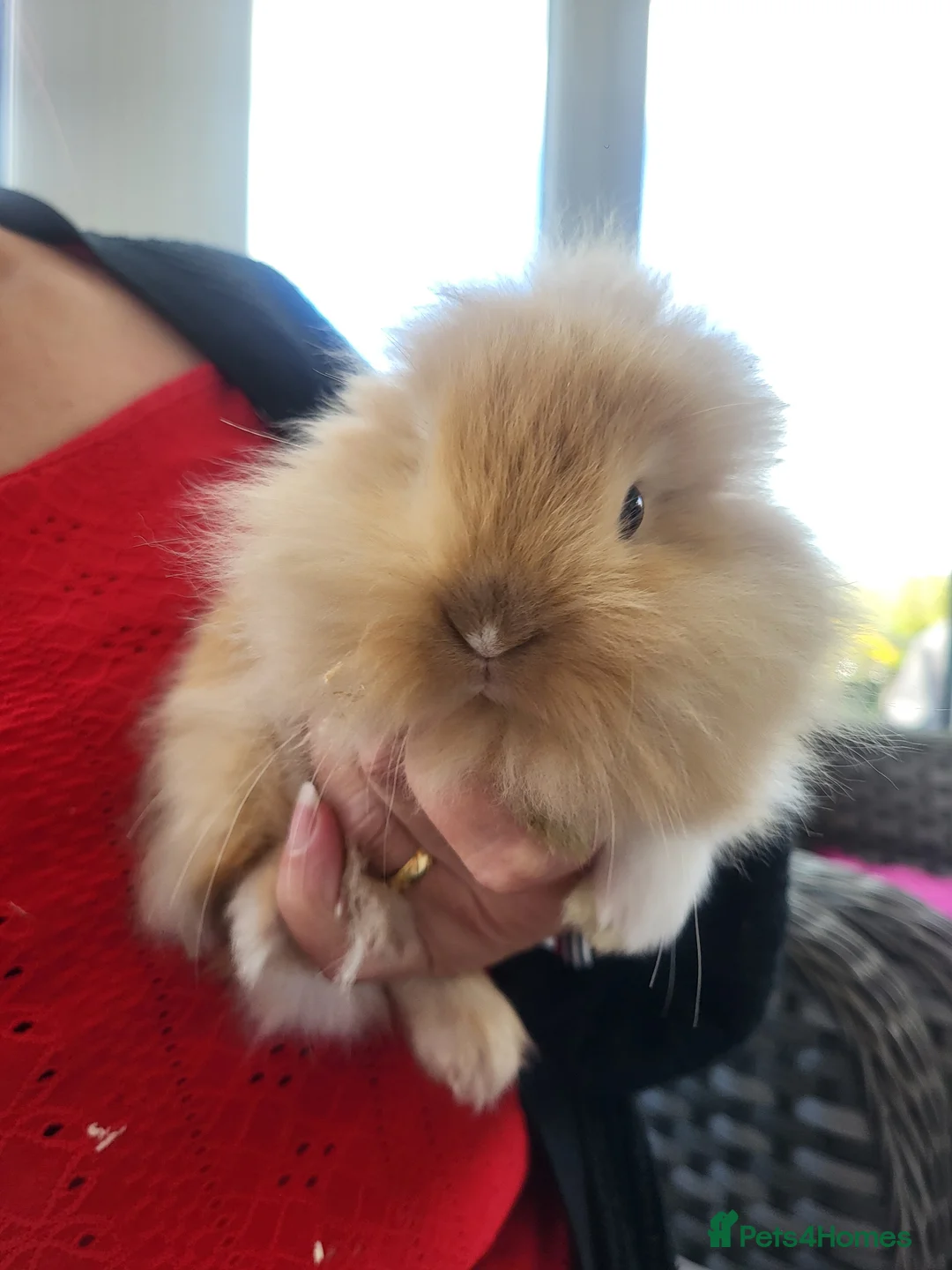 Lionhead rabbits for sale: 3 beautiful lionheas rabbits - Advert 1