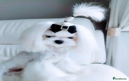 Maltese dogs for sale: 🩵KC reg  Korean doll face Maltese 🩵 - Image 6