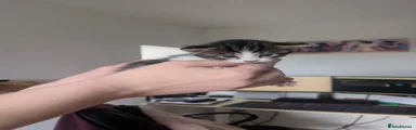 Mixed Breed Kitten 4