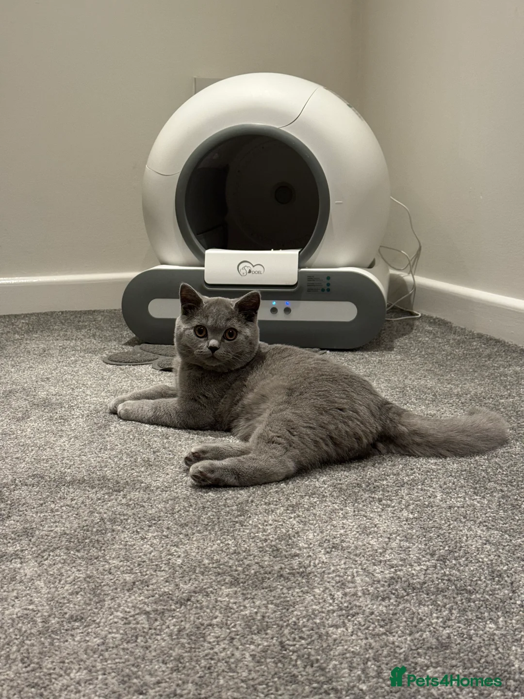 British Shorthair cats for sale: British boy shorthair with loving nature in Smethwick - Advert 1