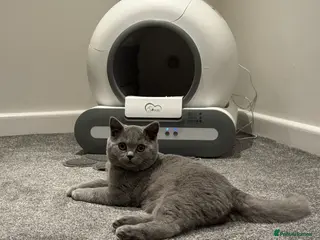 British Shorthair cats British boy shorthair with loving nature in Smethwick - Advert 1