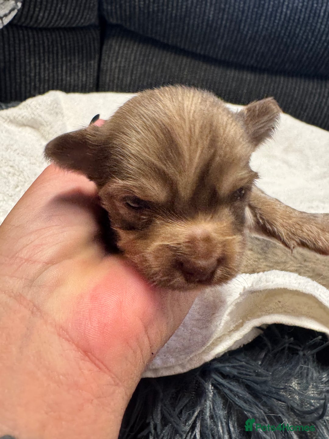Chihuahua dogs for sale: Chihuahua puppies for sale - Image 17