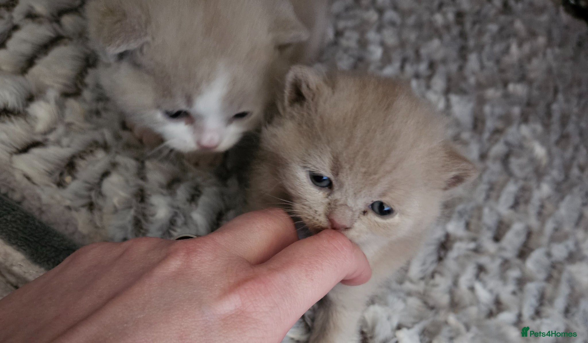 British Shorthair cats Full British Shorthair Kittens 🤍🐾 - Advert 14
