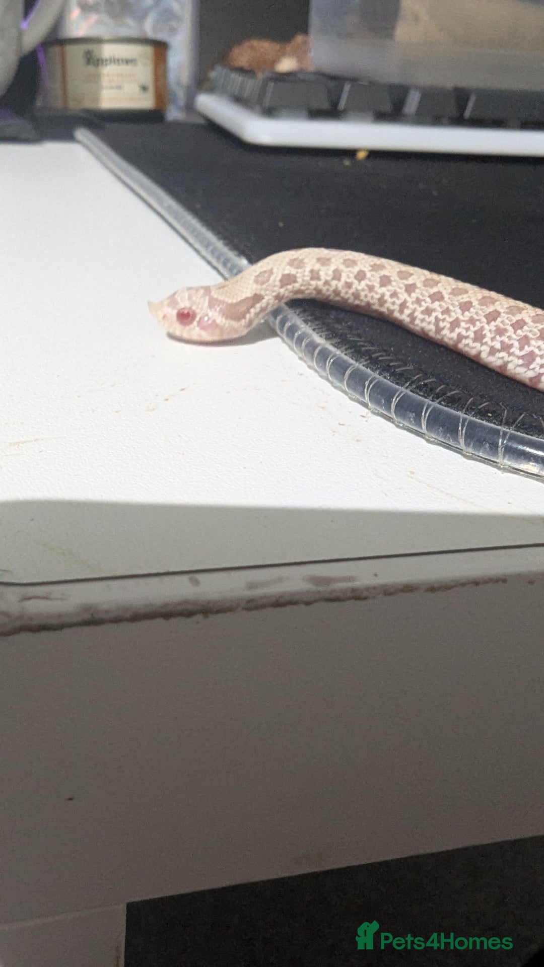 Snake reptiles for sale: Cb25 hognose snake babies. Varied morphs and sexes - Image 7
