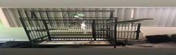Parrots birds for sale: Alexandrine hand tame (NOT HAND REARED) - Advert 3