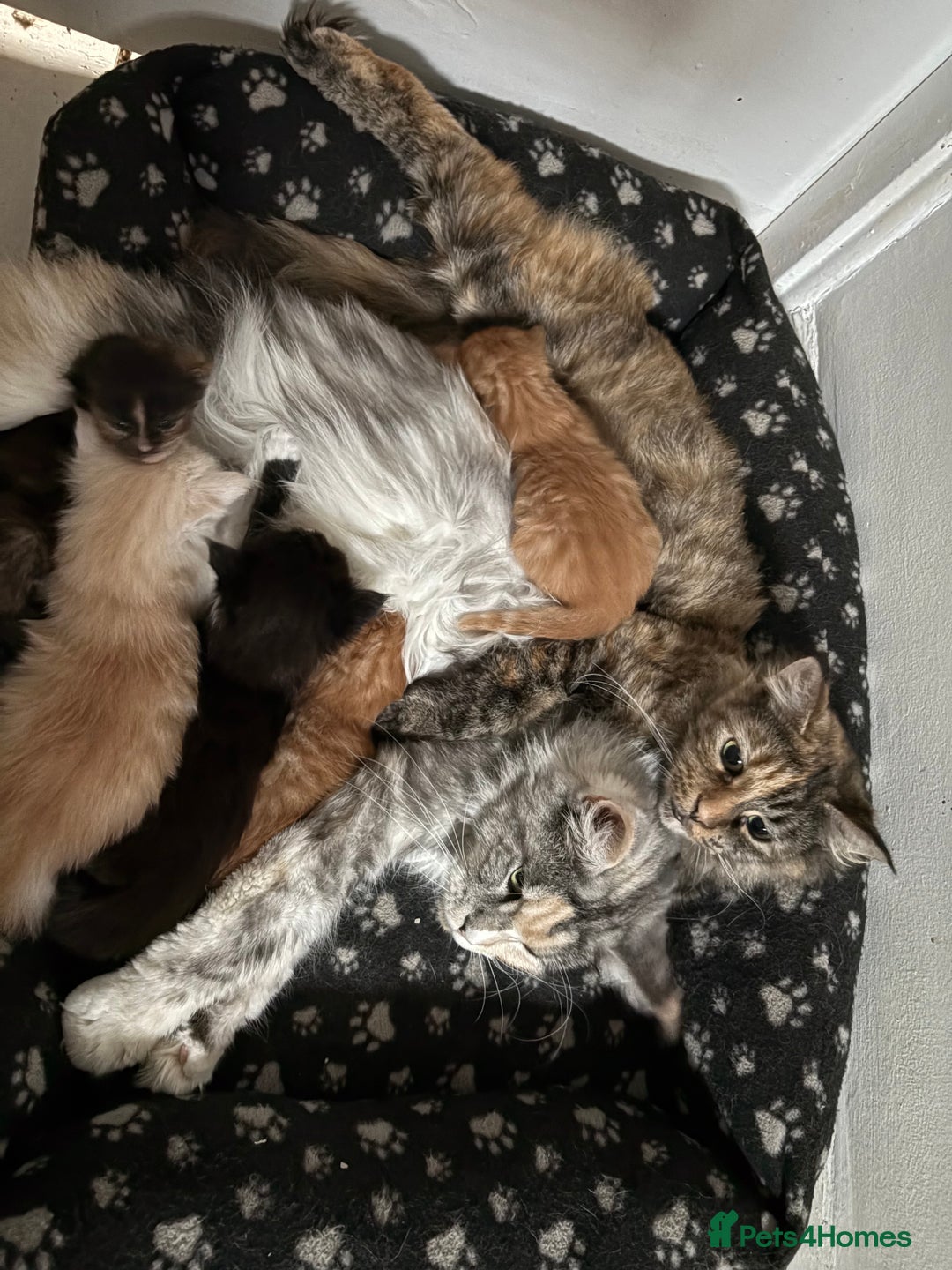 Maine Coon cats for sale: Maine coon and maine coon cross kittens ready.  - Image 16