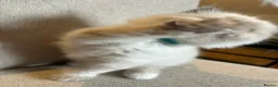 Birman cats for sale: Beautiful Blue Point Birman-Ragdoll Kittens in Leicester - Advert 7