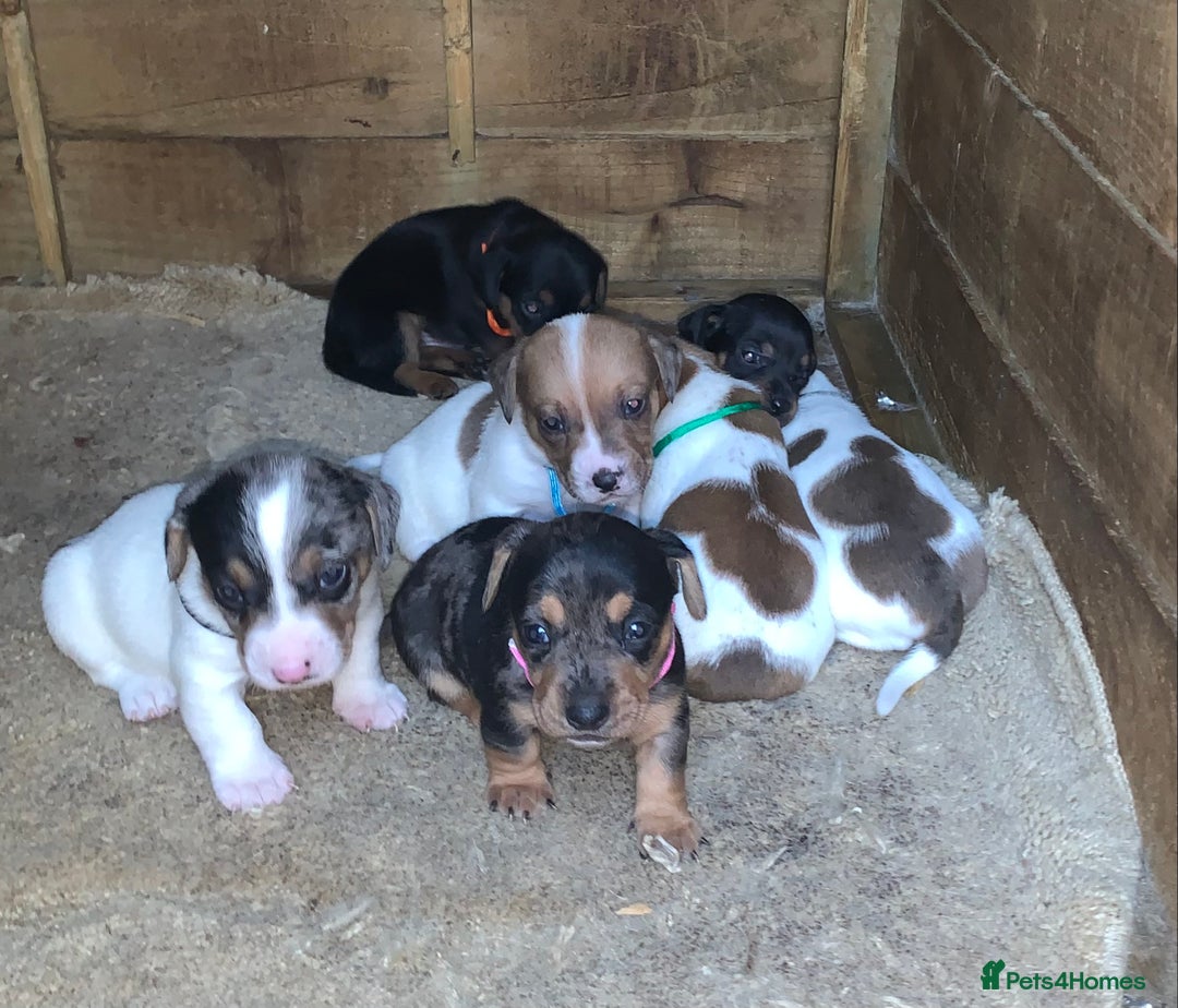Jack Russell dogs for sale: Beautiful jack Russell puppies  - Image 1